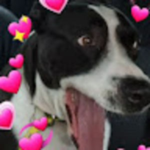 Meet your Posher, Alexa